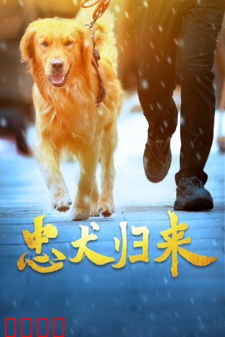 忠犬归来：跨越千里的守望