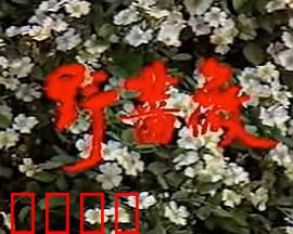 野蔷薇：诅咒之花的秘密